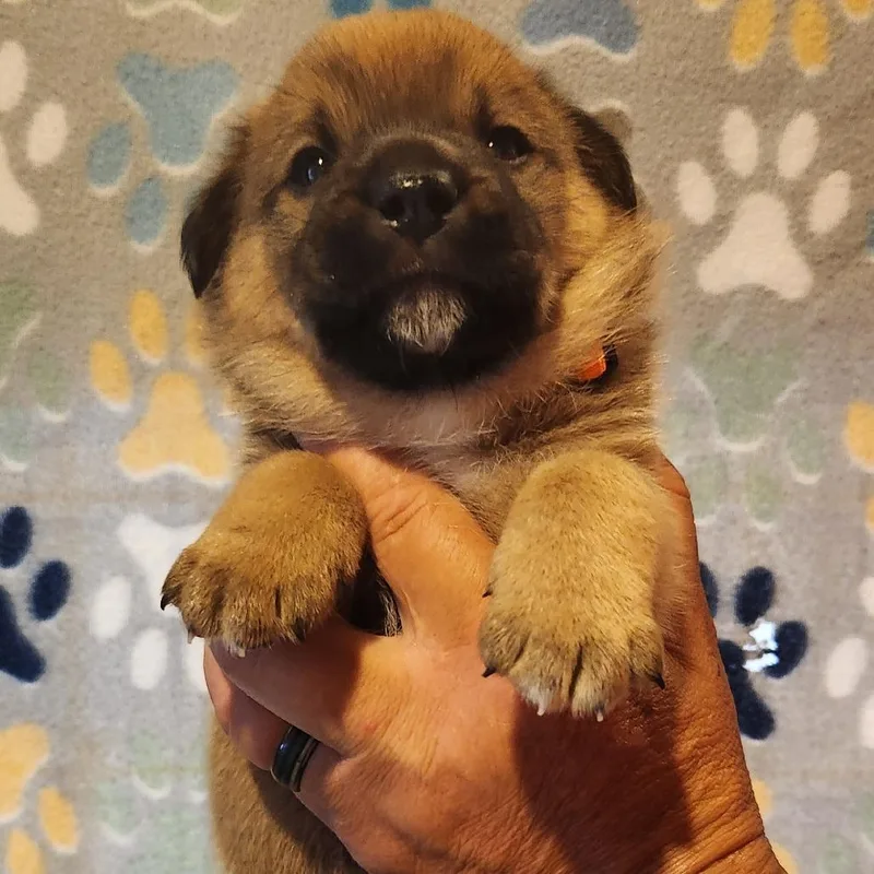 A baby medium-sized male Yellow / Tan / Blond / Fawn Mixed Breed dog named Frank for adoption in Centralia, WA
