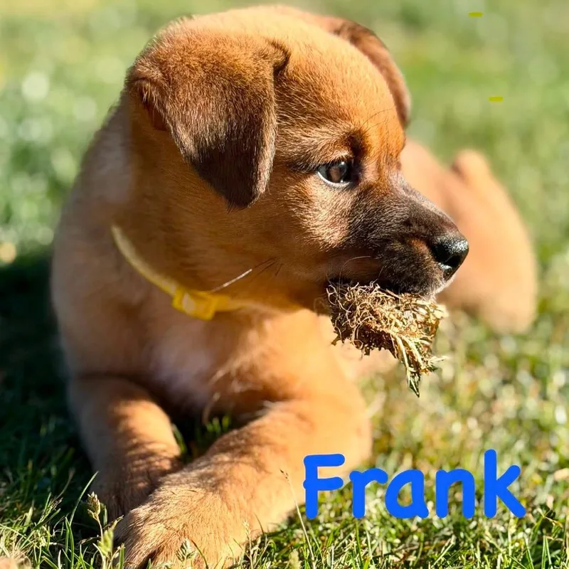 Frank thumbnail 2