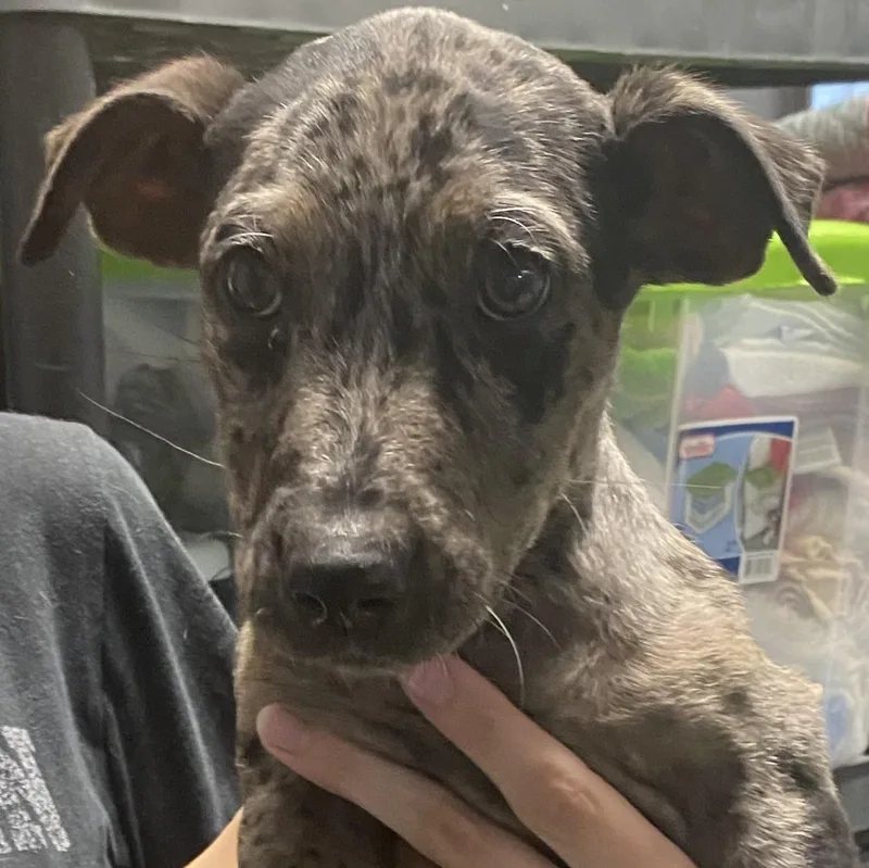 A baby medium-sized female Merle (Blue) Basset Hound dog named Betty for adoption in Spencer, IN
