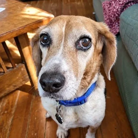 A senior medium-sized male Beagle dog named Colby for adoption in Spring Hill, TN
