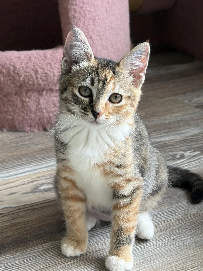 A baby medium-sized female Domestic Short Hair cat named Jibanyan for adoption in Trenton, NJ