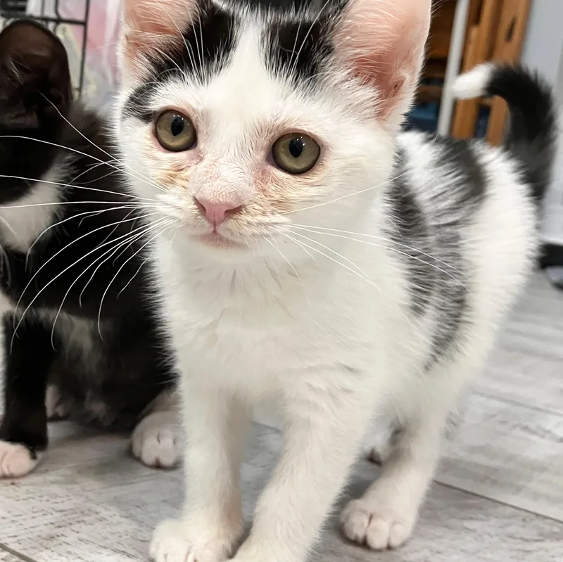 A baby medium-sized female Black Domestic Short Hair cat named Camellia for adoption in Moriches, NY