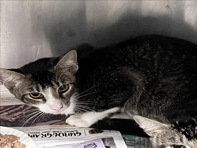 A young large-sized male Domestic Short Hair cat named B for adoption in Los Angeles, CA