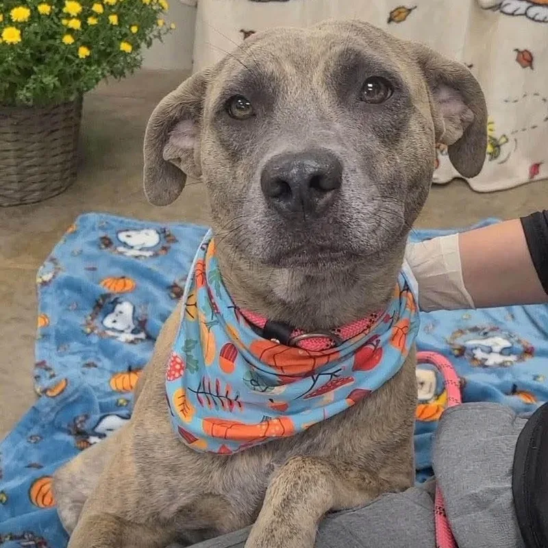 A young medium-sized female Brindle Labrador Retriever dog named Honda for adoption in Williston, VT
