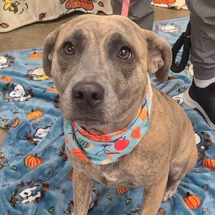 Honda thumbnail 4