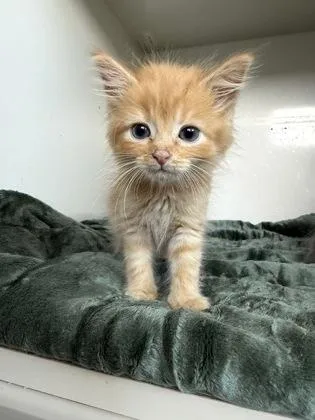 A baby small-sized male Domestic Medium Hair cat named Soup for adoption in Manteo, NC