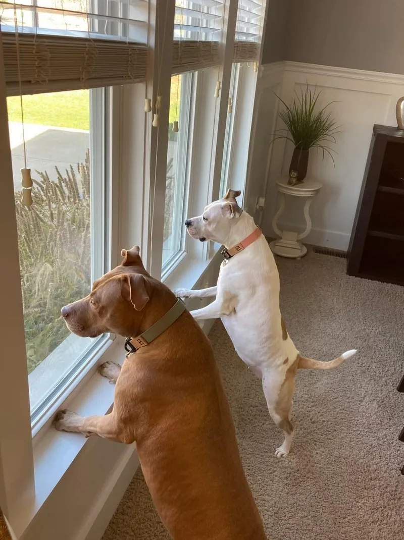 Harvey & Izzy thumbnail 3