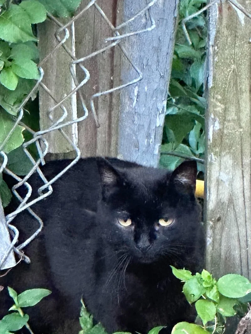 A senior medium-sized male Black Domestic Short Hair cat named Lil' J for adoption in Roslindale, MA