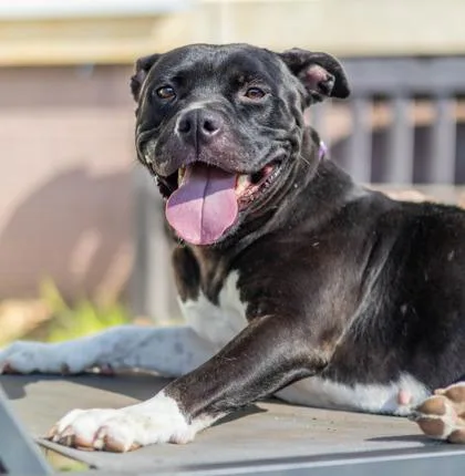 An adult large-sized female Mixed Breed dog named Marianna for adoption in Chamblee, GA