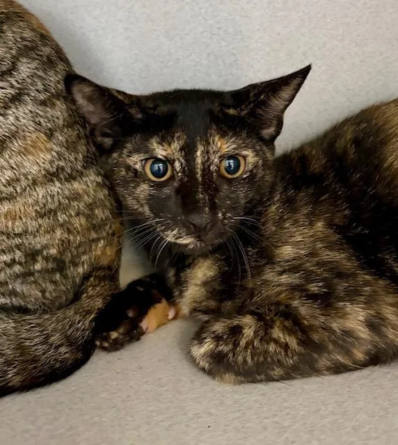 A baby medium-sized female Tortoiseshell Domestic Short Hair cat named Tilly for adoption in Winter Haven, FL