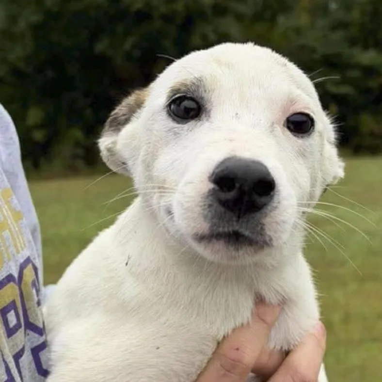 A baby medium-sized female Husky dog named Bernadette for adoption in Toledo, OH