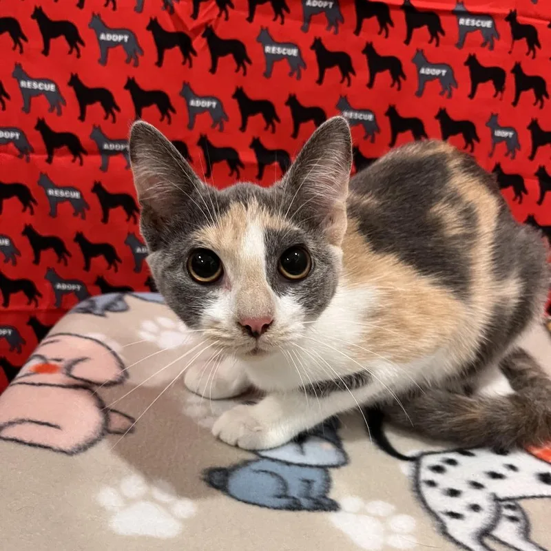 A baby medium-sized female Gray / Blue / Silver Domestic Short Hair cat named Bloomingdale for adoption in Washburn, MO