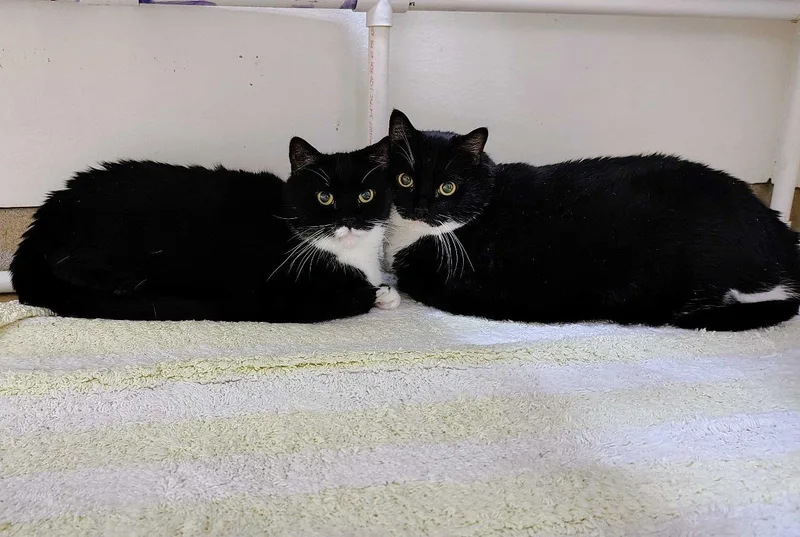 A senior extra large-sized female Black & White / Tuxedo Domestic Short Hair cat named Esha for adoption in Raleigh, NC