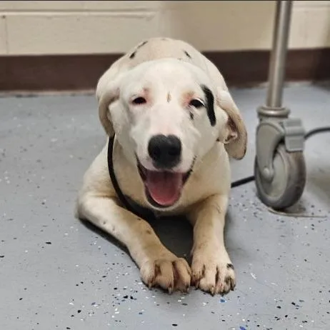 A young medium-sized female Mixed Breed dog named Wiggles for adoption in Fairfax, VA