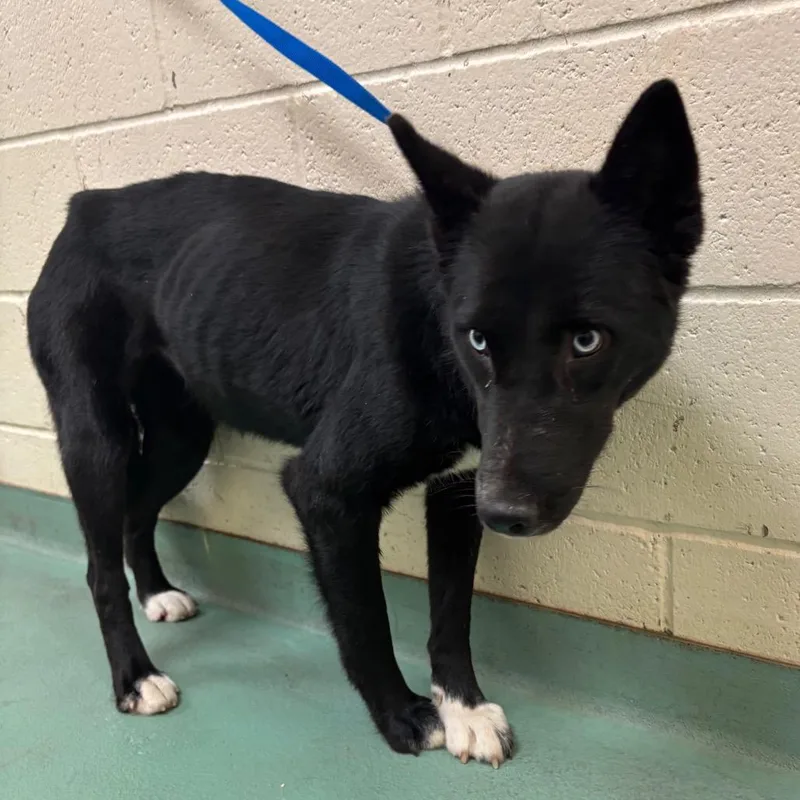 A young medium-sized female Black Mixed Breed dog named Sterling for adoption in Memphis, TN