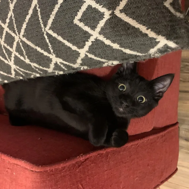 A baby small-sized female Black Domestic Short Hair cat named Vesper for adoption in Springfield, OR
