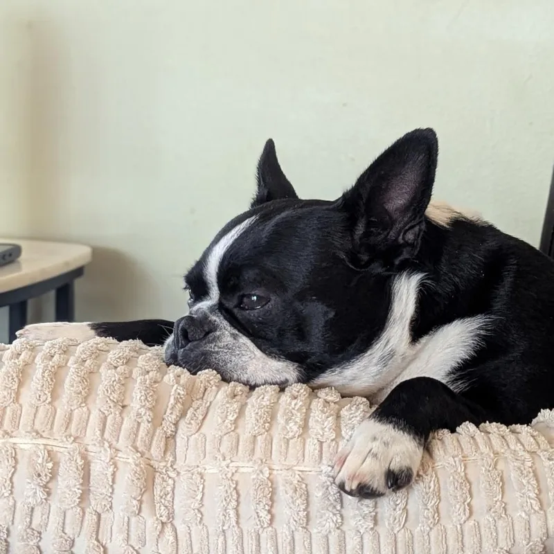 An adult small-sized female Black Boston Terrier dog named Eva in MO for adoption in Elkhorn, NE