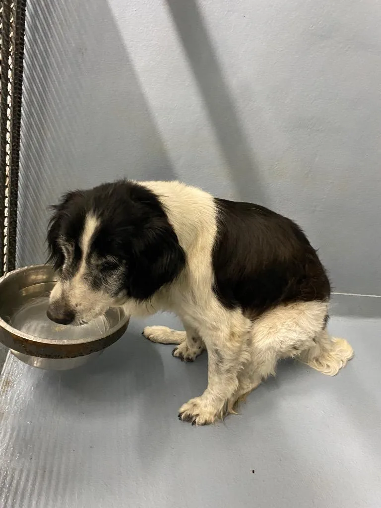 A senior medium-sized male Spaniel dog named Fern for adoption in Cartersville , GA