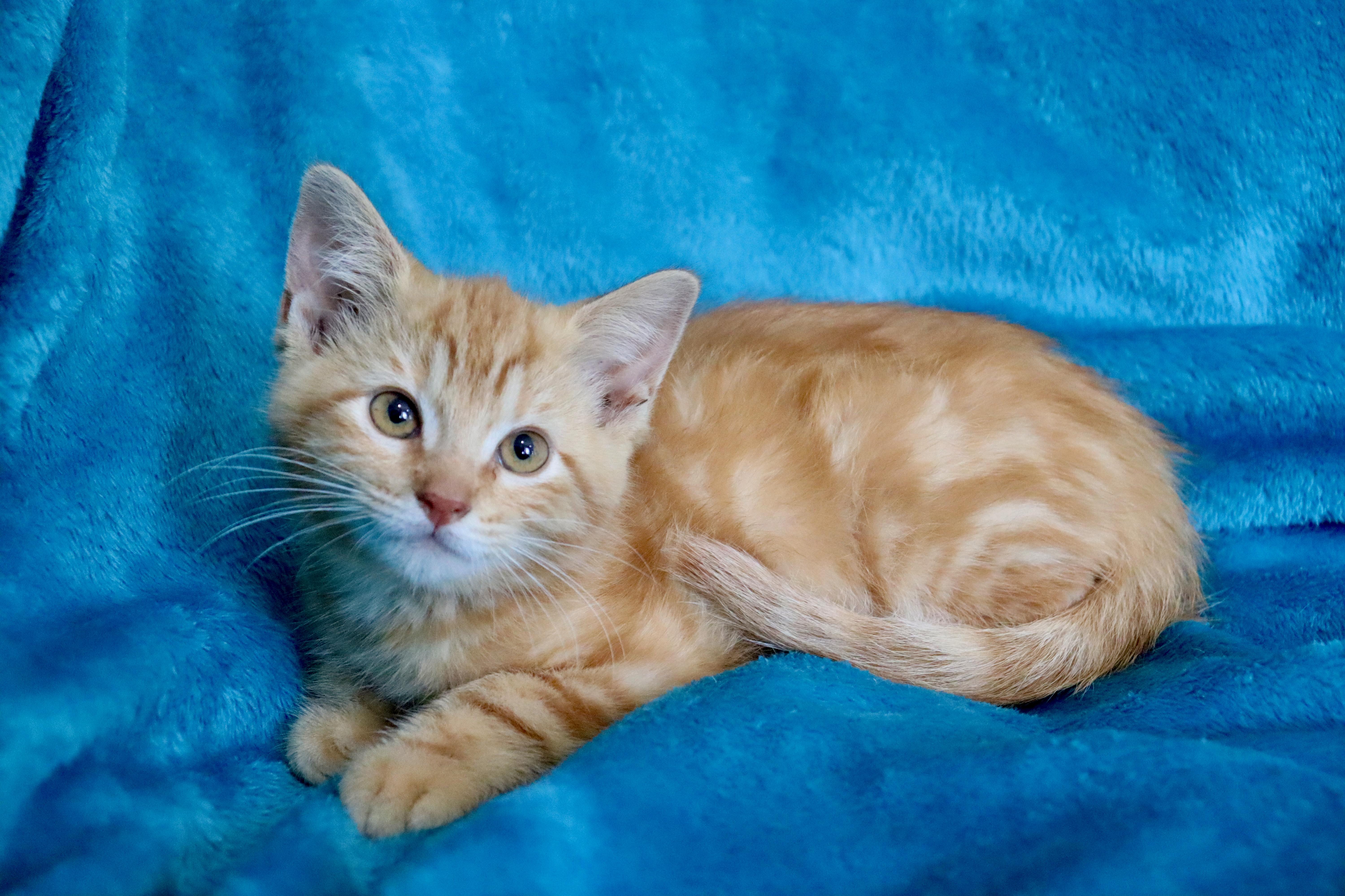 A baby medium-sized female Orange / Red Tabby cat named Clementine for adoption in Saint Augustine, FL
