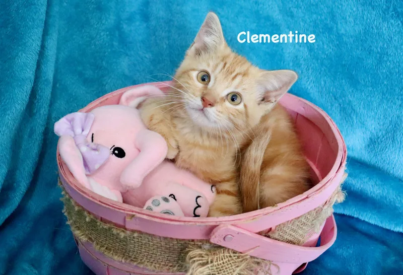Clementine thumbnail 5