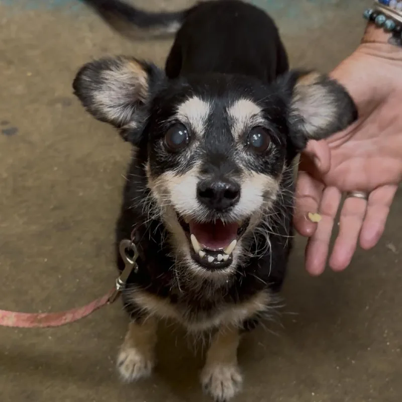 A senior small-sized female Black Mixed Breed dog named Taffie Di for adoption in Union, MO