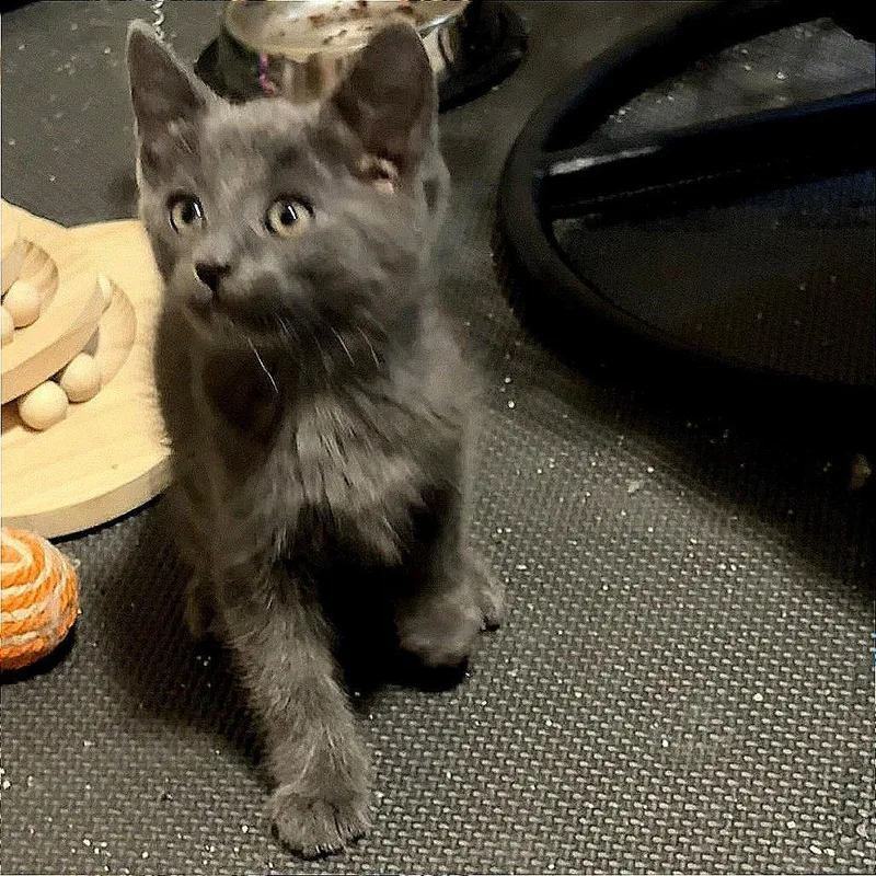 A baby small-sized male Gray / Blue / Silver Russian Blue cat named Espinosa for adoption in Wichita, KS
