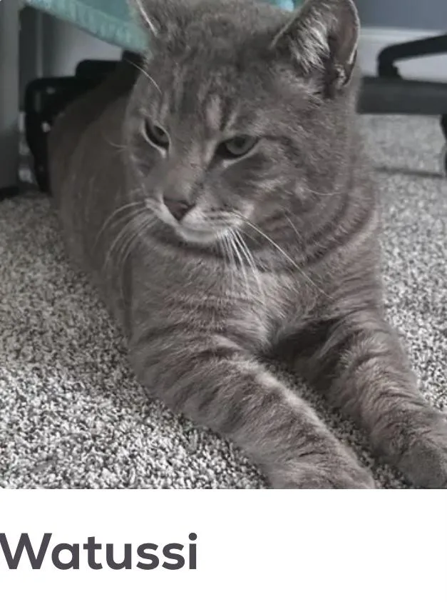 A young medium-sized male Tabby (Gray / Blue / Silver) Domestic Short Hair cat named Watussi for adoption in Turnersville, NJ