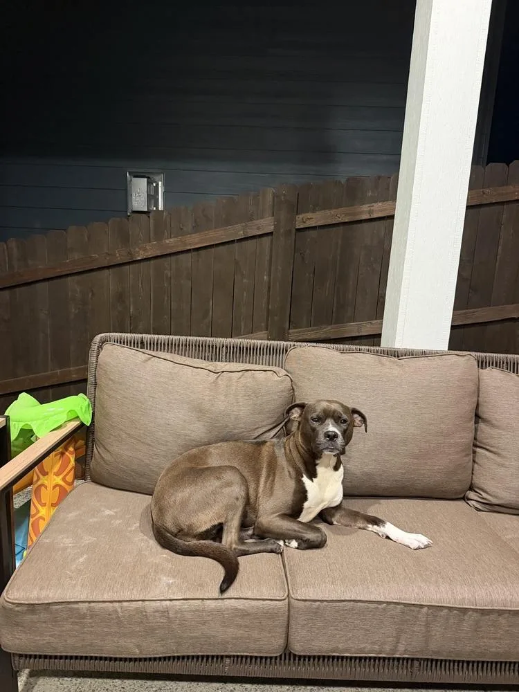 A young large-sized female Boxer dog named Flower for adoption in Portland, OR