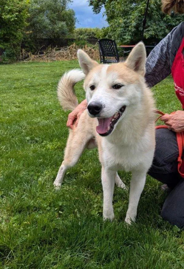 A young medium-sized male Siberian Husky dog named Sodi for adoption in Vancouver, WA