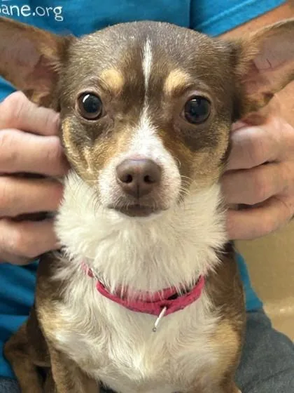 A young small-sized female Mixed Breed dog named Amelia Bedelia for adoption in Pleasanton, CA