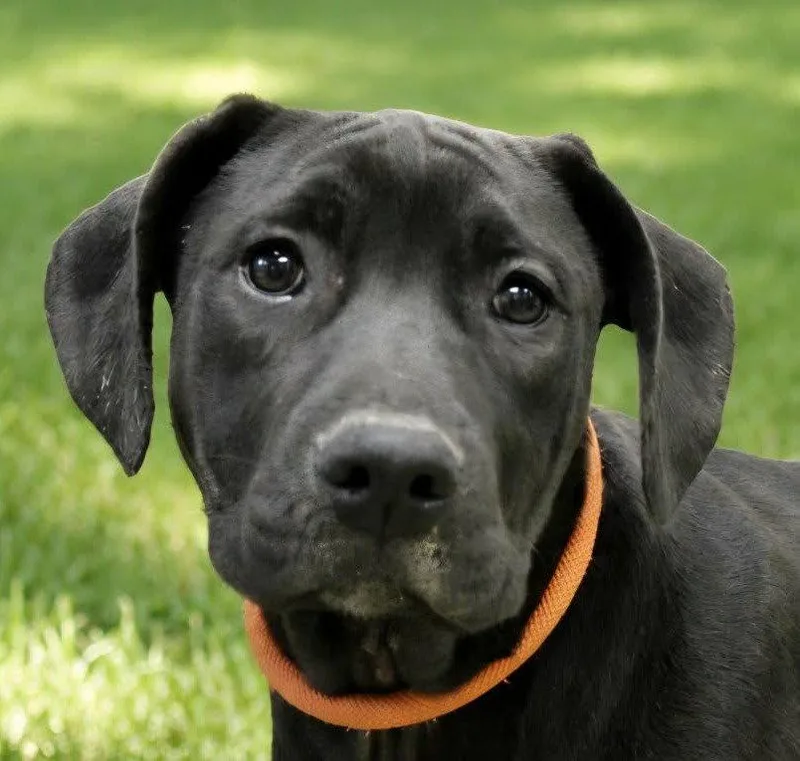 A baby large-sized female Labrador Retriever dog named Magpie for adoption in Bloomfield, CT