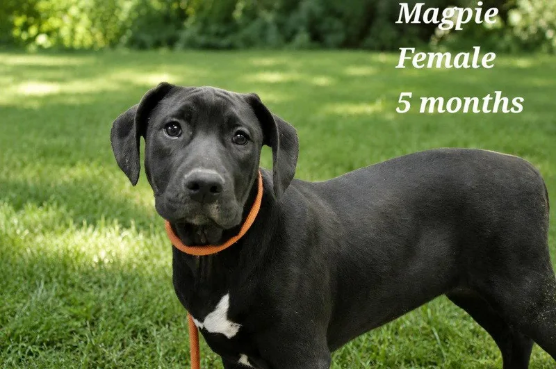 Magpie thumbnail 2