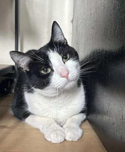 A baby medium-sized male Black & White / Tuxedo Domestic Short Hair cat named Chili for adoption in Salem, NH