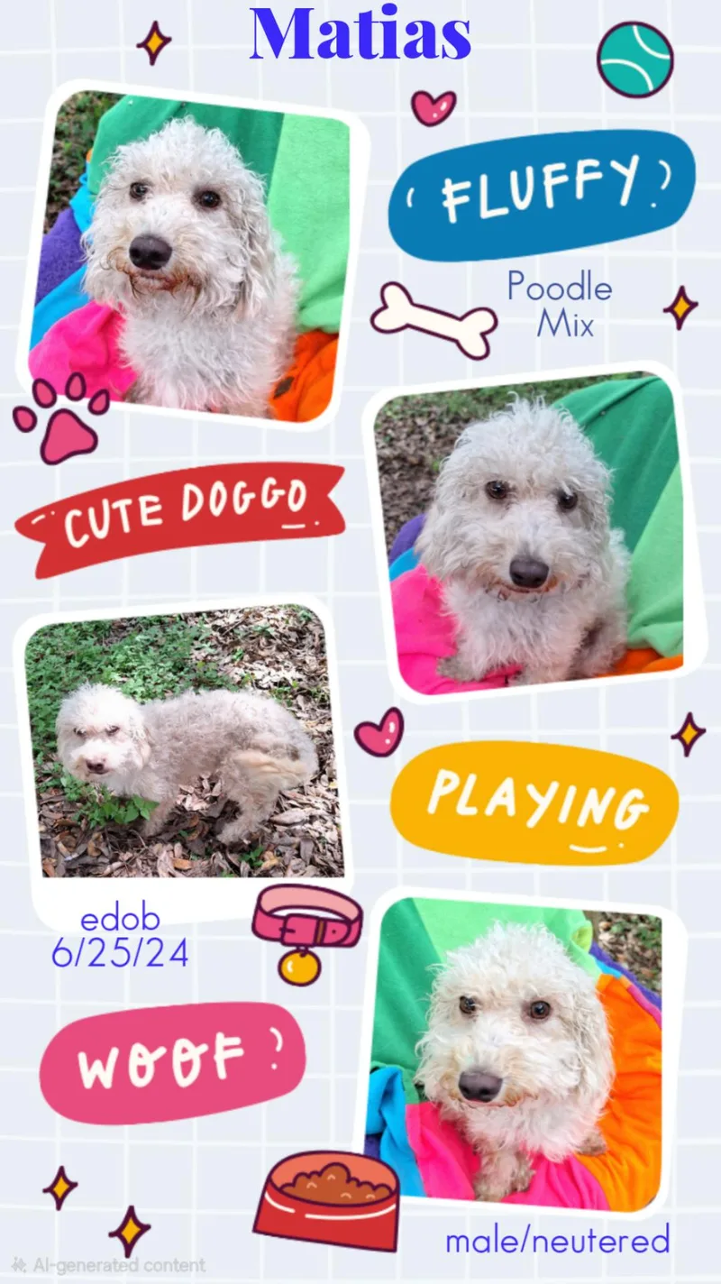 An adult small-sized male White / Cream Poodle dog named Matias BRT for adoption in Missouri City, TX