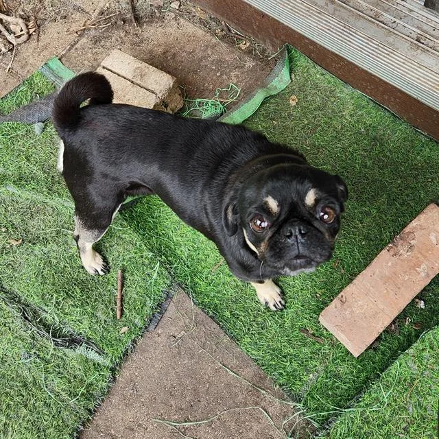 A young small-sized female Pug dog named Lilly Bit for adoption in San Antonio, TX