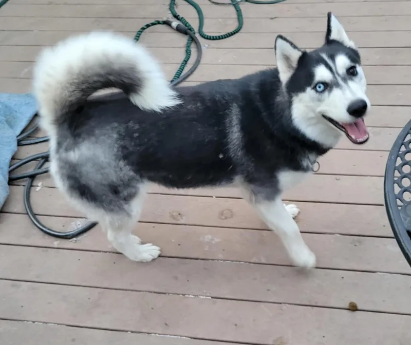 An adult large-sized male Black Siberian Husky dog named Riff & Raff for adoption in Magnolia, TX