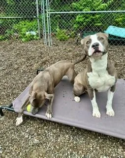 An adult medium-sized male Gray / Blue / Silver Pit Bull Terrier dog named Sparky for adoption in Parsippany, NJ