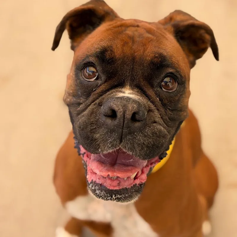 An adult medium-sized female Boxer dog named Athena for adoption in Durango, CO