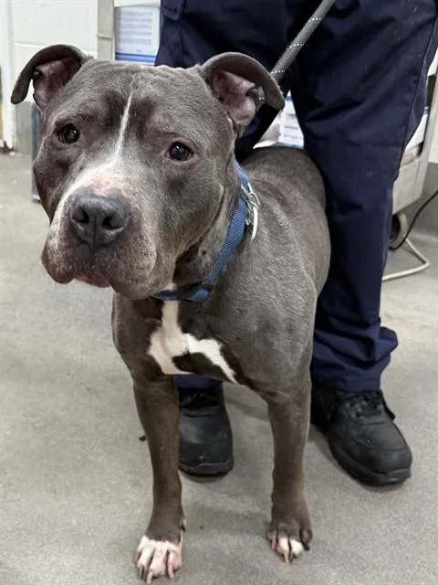 A young large-sized male Pit Bull Terrier dog named Charlie for adoption in Upper Marlboro, MD