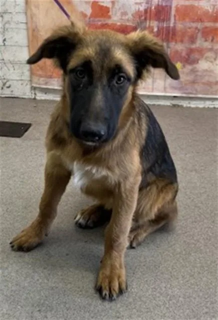 A baby large-sized female German Shepherd Dog dog named Daphne for adoption in San Bernardino, CA