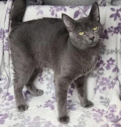An adult small-sized male Russian Blue cat named 7031 (Rancher) for adoption in Lake City, MI
