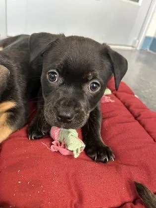 A baby small-sized male Mixed Breed dog named Hurricane for adoption in Scotia, NY