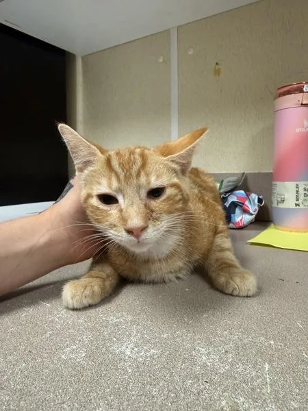 A young small-sized male Domestic Short Hair cat named Kangaroo for adoption in Salisbury, MD