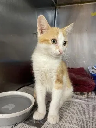 A baby small-sized female Domestic Short Hair cat named Mable for adoption in Houston, TX