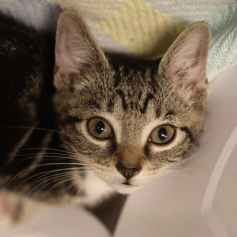 A baby small-sized male Brown / Chocolate Domestic Short Hair cat named Miso for adoption in Briarcliff Manor, NY