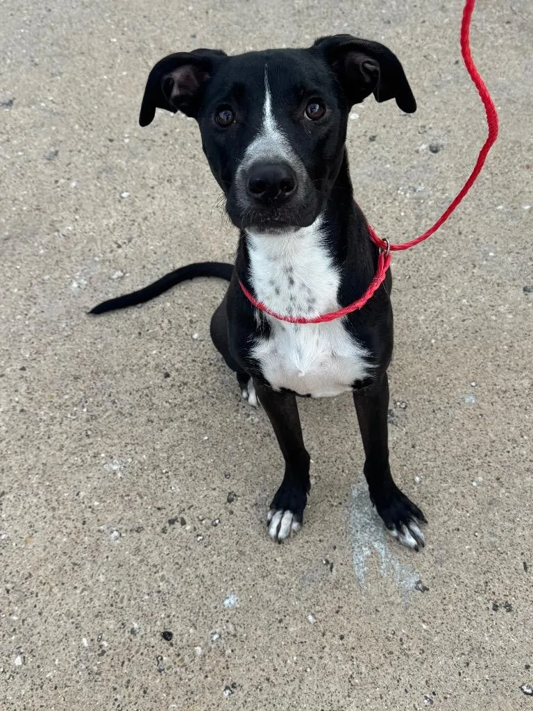 A young large-sized female Mixed Breed dog named Gucci for adoption in Ovilla, TX