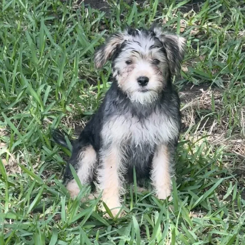 A baby small-sized female Black Poodle dog named Lucy Rose for adoption in Houston, TX