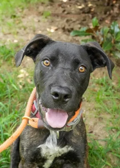 A young medium-sized male Mixed Breed dog named Stache for adoption in Aiken, SC