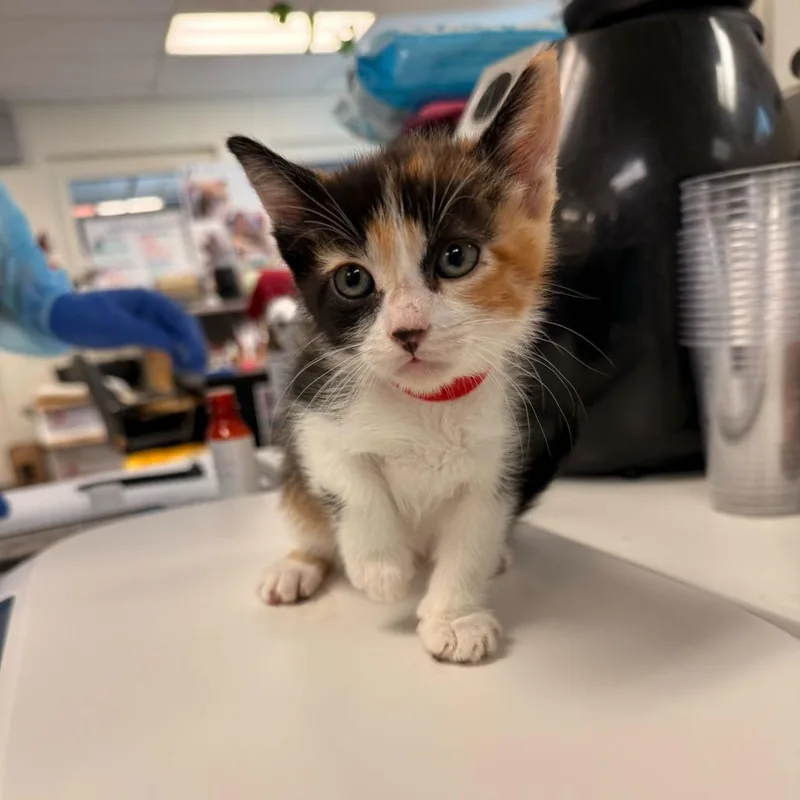 A baby small-sized female Calico Domestic Short Hair cat named Dance Class for adoption in Los Angeles, CA
