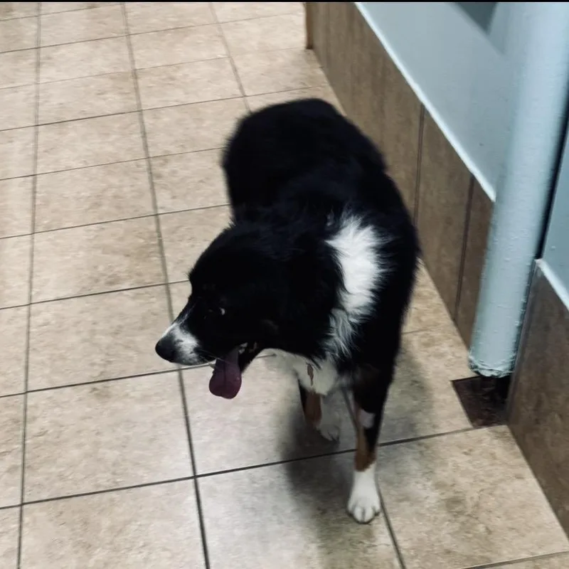 A young medium-sized male Tricolor (Brown, Black, & White) Australian Shepherd dog named Dash for adoption in Louisburg, KS